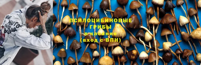 купить наркотики цена  Ефремов  Псилоцибиновые грибы Psilocybine cubensis 